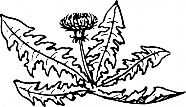 Vintage Dandelion coloring page image