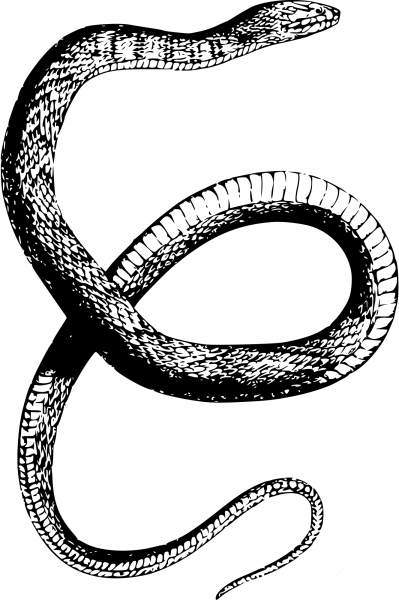 Vintage Diamondback Water Snake coloring page image