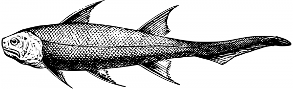 Vintage Diplocanthus coloring page image