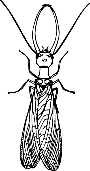 Vintage Dobsonfly coloring page image