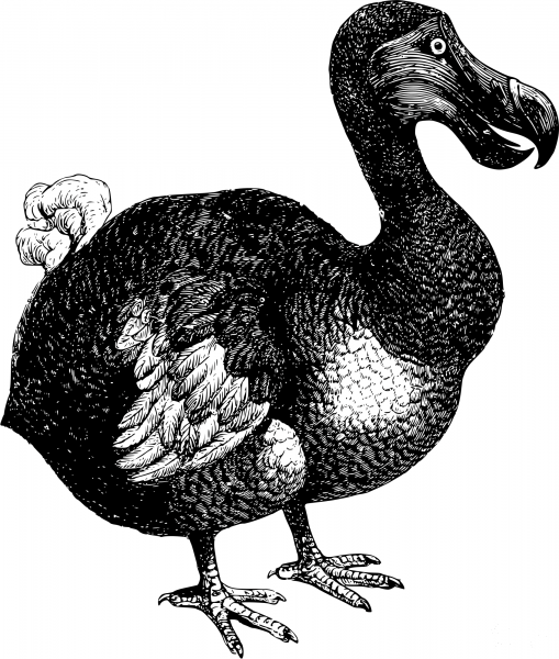 Vintage Dodo coloring page image
