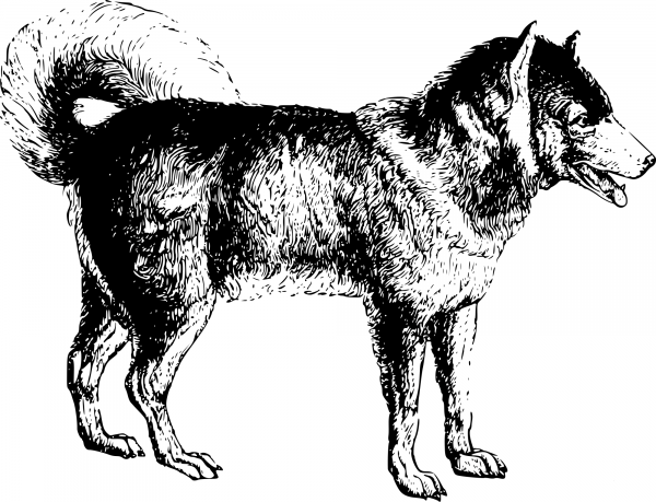 Vintage Dog coloring page image