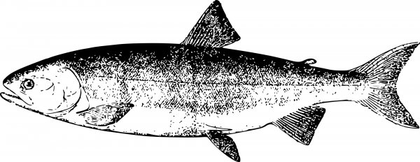 Vintage Dog Salmon coloring page image