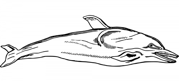 Vintage Dolphin coloring page image