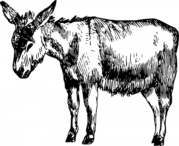 Vintage Donkey coloring page image