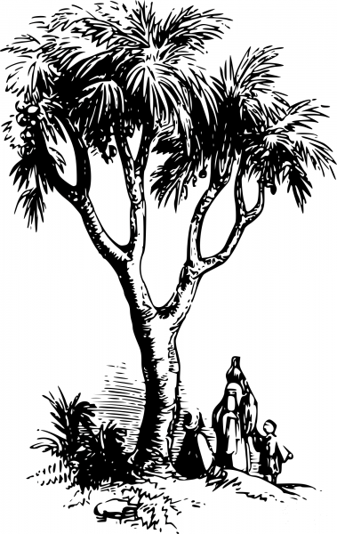 Vintage Doum Palm coloring page image