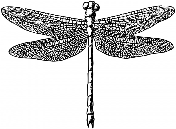 Vintage Dragonfly coloring page image