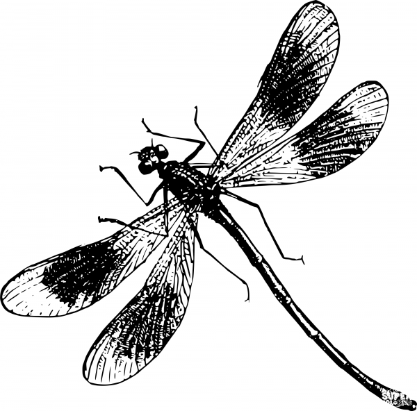 Vintage Dragonfly coloring page image