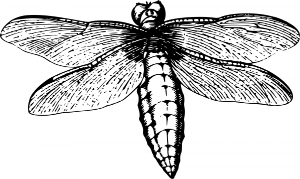 Vintage Dragonfly coloring page image