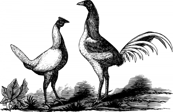 Vintage Duckwing Game Birds coloring page image