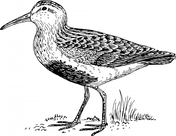 Vintage Dunlin coloring page image