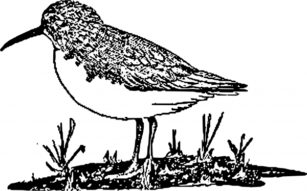 Vintage Dunlin coloring page image