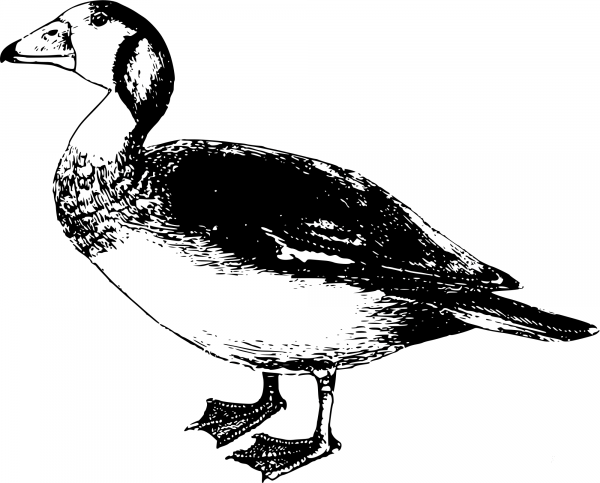 Vintage Dwarf Goose coloring page image
