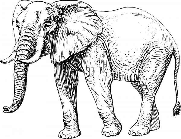 Vintage Elephant coloring page image