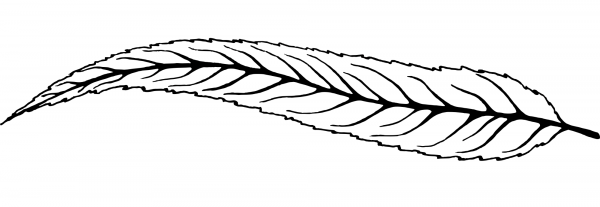 Vintage Elongate Leaf coloring page image