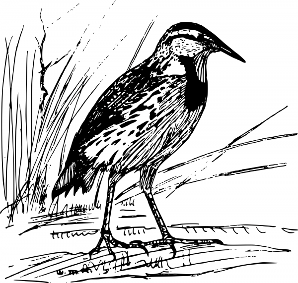 Vintage English Starling coloring page image