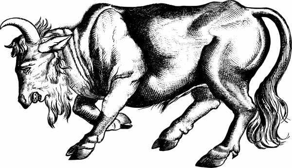 Vintage Enraged Bull coloring page image