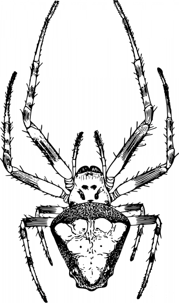 Vintage Epiera Verrucosa Female coloring page image