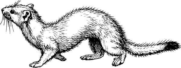 Vintage Ermine coloring page image