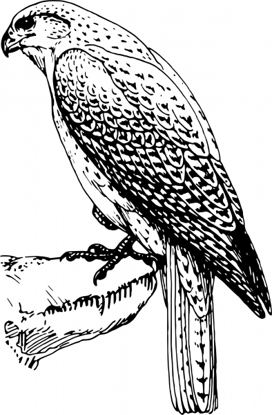 Vintage Falcon coloring page image