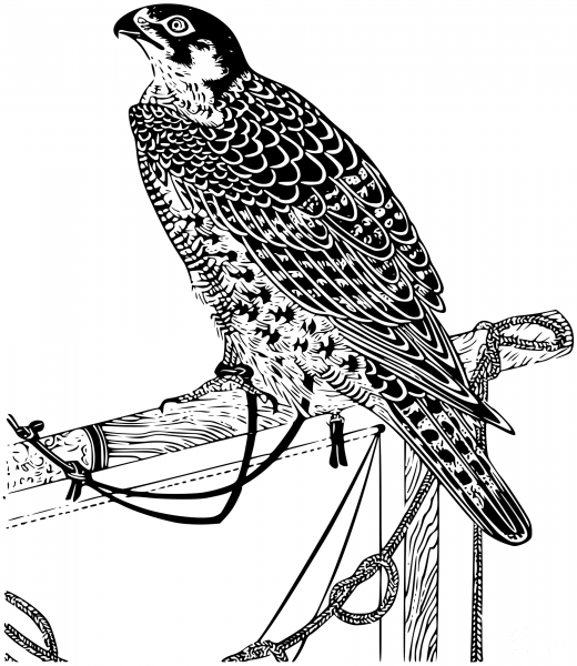 Vintage Falcon coloring page image