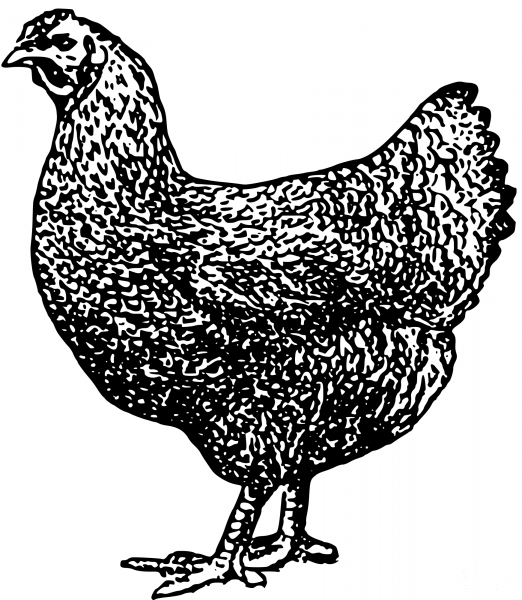 Vintage Farm Hen coloring page image