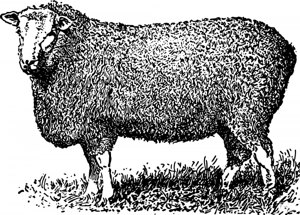 Vintage Farm Sheep coloring page image