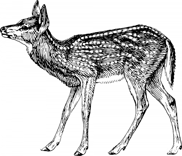 Vintage Fawn coloring page image