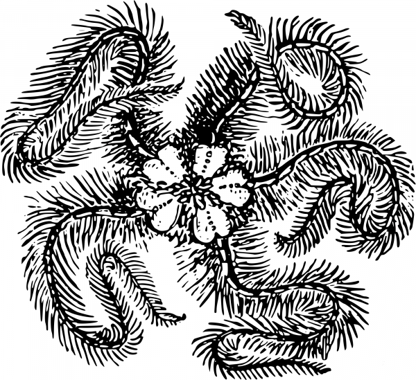 Vintage Feather Starfish coloring page image