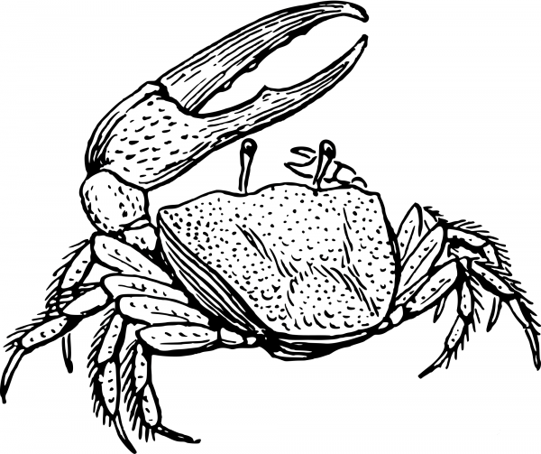 Vintage Fiddler Crab coloring page image