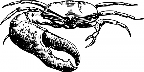 Vintage Fiddler Crab coloring page image