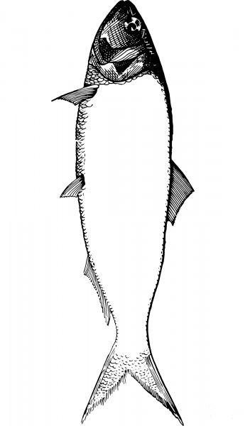 Vintage Fish Frame coloring page image