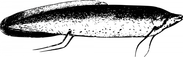 Vintage Fish from Lake Tanganyika coloring page image