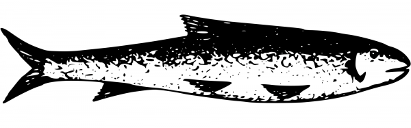 Vintage Fish from Lake Tanganyika coloring page image