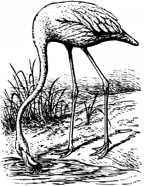 Vintage Flamingo coloring page image