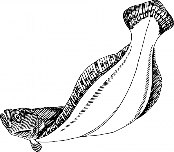 Vintage Flatfish coloring page image