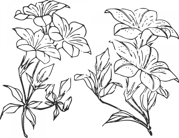 Vintage Fleurs De the coloring page image