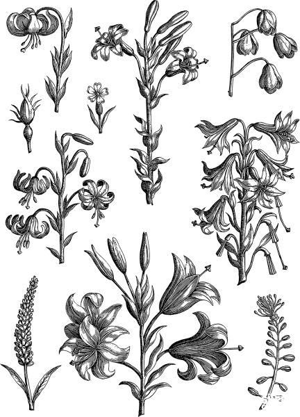 Vintage Floral Line Art coloring page image