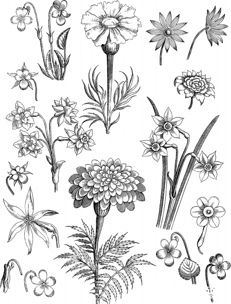 Vintage Floral Line Art coloring page image