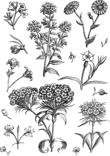 Vintage Floral Line Art coloring page image