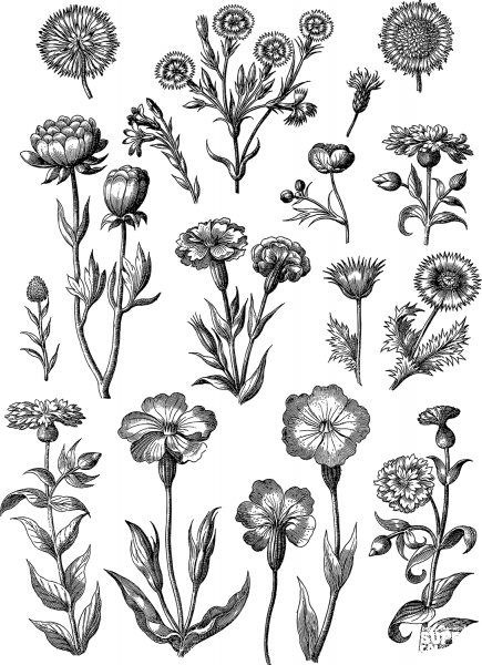 Vintage Floral Line Art coloring page image