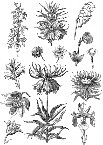 Vintage Floral Line Art coloring page image