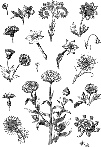 Vintage Floral Line Art coloring page image