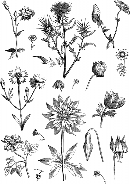 Vintage Floral Line Art coloring page image
