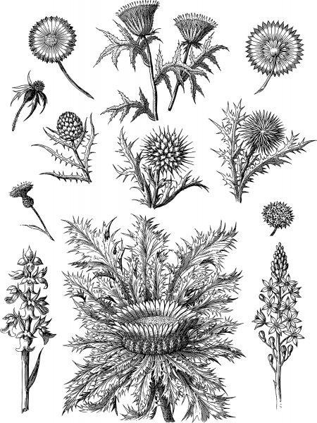 Vintage Floral Line Art coloring page image