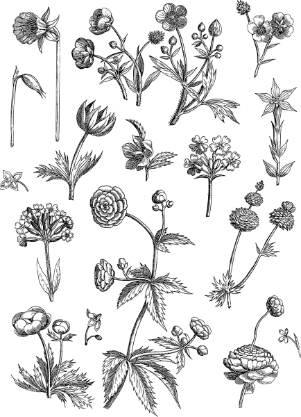 Vintage Floral Line Art coloring page image