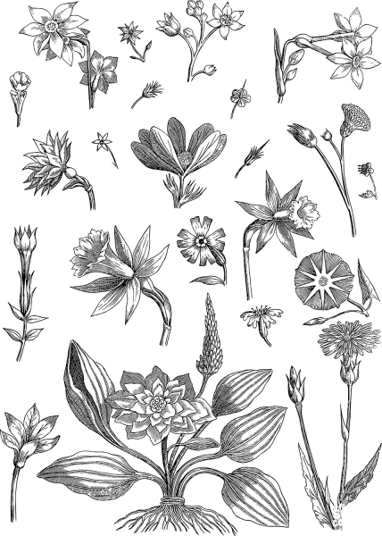 Vintage Floral Line Art coloring page image