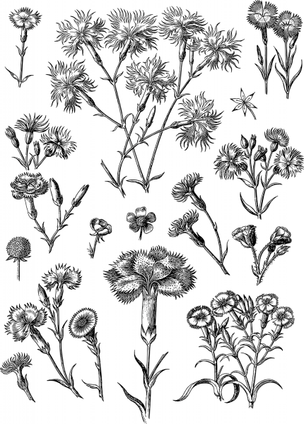 Vintage Floral Line Art coloring page image
