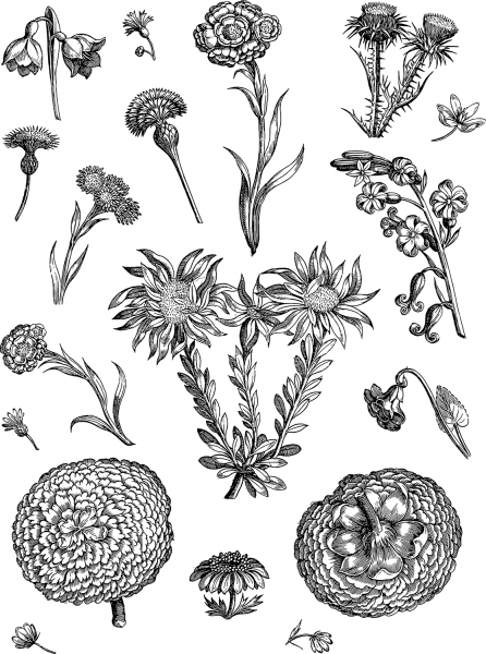 Vintage Floral Line Art coloring page image