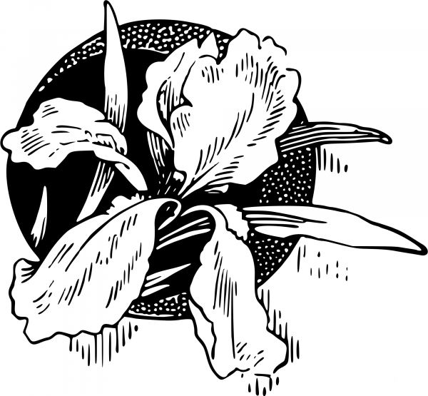 Vintage Flower coloring page image